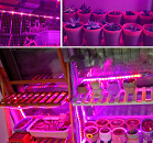 Фито-лента Огонек OG-LDL37 USB (2м, IP65) розовая